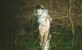 Människogestalt i rymddräkt på ett fält mitt i natten